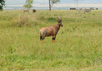 Topi (scientific name: Damaliscus lunatus jimela or "Nyamera" in Swaheli) taken on Safari located in the Serengeti National park, Tanzania