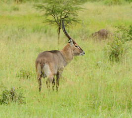 Naklejka na ściany i meble Closeup of Waterbuck image taken on Safari in the Serengeti National park, Tanzania
