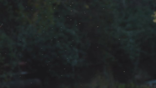 a flock of midges Outdoors