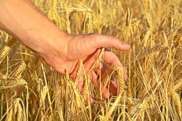 Man strokes his hand through crops