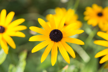 Marguerite