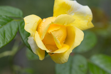 Rose jaune