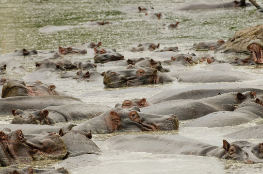Hippopotamus (scientific name: Hippopotamus amphibius, or "Kiboko" in Swaheli) in the Serengeti National park, Tanzania
