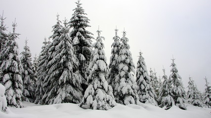 romantisch verschneite Tannen im Winterwald im Schwarzwald