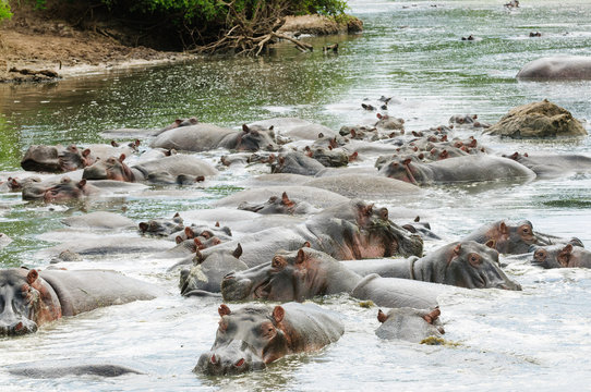 Hippopotamus (scientific name: Hippopotamus amphibius, or "Kiboko" in Swaheli) image taken on Safari  in the Serengeti National park, Tanzania