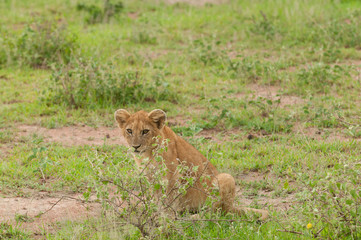 Obraz na płótnie Canvas Closeup of a Lion cubs taken on Safari located in the Serengeti National park, Tanzania