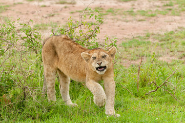 Closeup of a  Lion cub (Panthera leo)  in the Serengeti National park, Tanzania