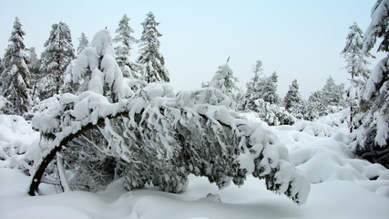 gekrümmter Baum unter Schnee im Winterwald