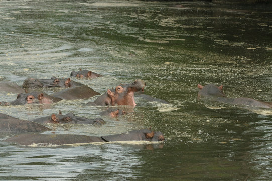 Closeup of Hippopotamus (scientific name: Hippopotamus amphibius, or "Kiboko" in Swaheli) image taken on Safari located in the Serengeti National park, Tanzania