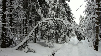 einsamer Weg durch verschneiten Winterwald im Schwarzwald