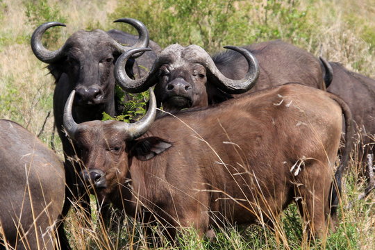 Fototapeta Bawoły rodzinka