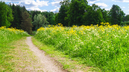 Summer green meadow with a path. Countryside spring Park.
