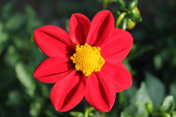 red flower blossom macro