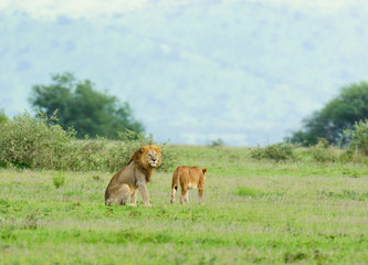 Naklejka na ściany i meble Male & female Lion (scientific name: Panthera leo, or 