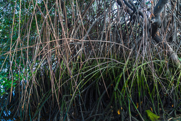 Mangrove roots