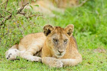 Obraz na płótnie Canvas Closeup of a Lion cub in the rain (scientific name: Panthera leo, or 