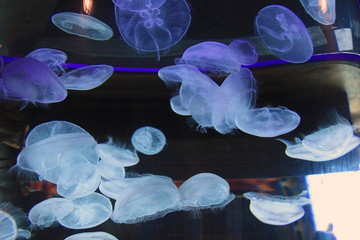 Meduzy 2 © Grzegorz