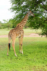 Naklejka na ściany i meble Closeup of Masai Giraffe (scientific name: Giraffa camelopardalis tippelskirchi or 