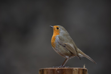 Rouge-gorge de profil 