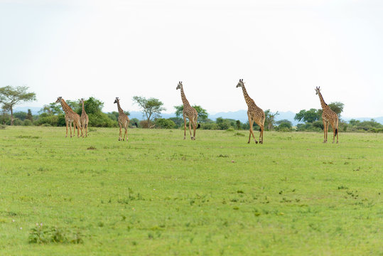 Closeup of Masai Giraffe (scientific name: Giraffa camelopardalis tippelskirchi or "Twiga" in Swaheli) 
