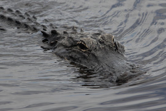 Aligator