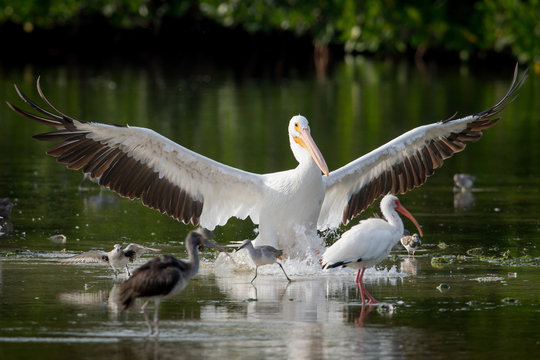 White Pelican landing amongst other birds