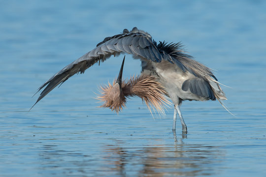 Reddish Egret in typical pose