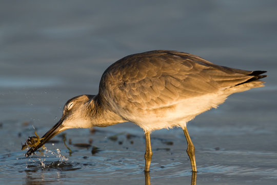 WILLET EATING A CRAB