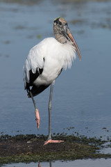 WOOD STORK