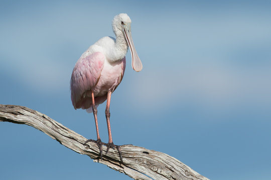 Roseate Spoonbill, isolated on a branch in front of blue skye