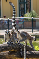 verspielte Katta Lemuren Familie