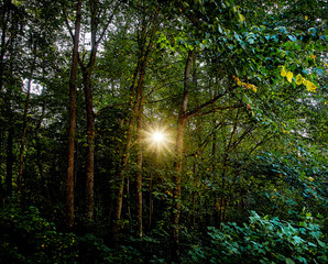 Fototapeta na wymiar Sunset in forest