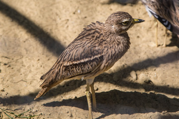 Vogel