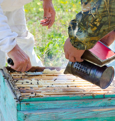 beekeepers at work