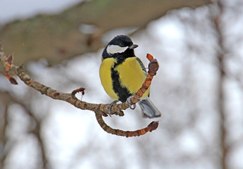 the titmouse has a rest on a branch