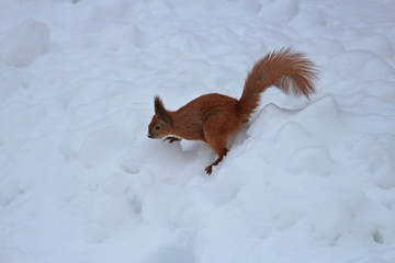 squirrel in the snow wood
