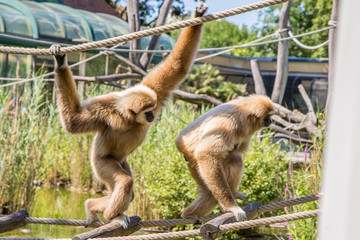 wundersch&ouml;ne, verspielte Gibbons