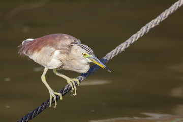 Bird in river Ganges, Varanasi, Uttar Pradesh, India