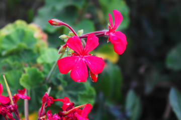 Beuaty in Nature