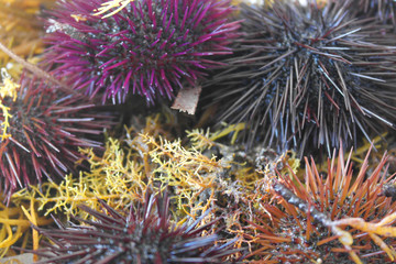 Sea Urchin