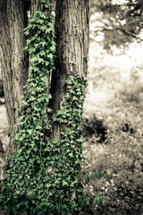 Nature image of creeping ivy on bark of a tree