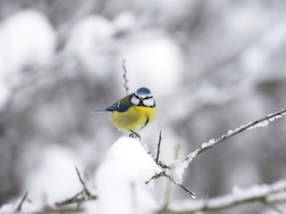 Naklejka premium Blue tit, Cyanistes caeruleus