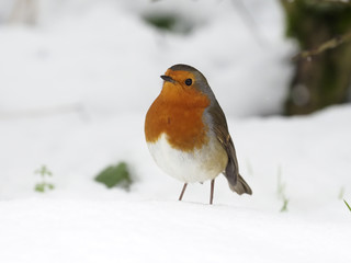 Robin,  Erithacus rubecula
