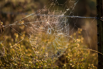 Spider web close up