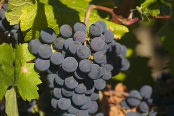 Grappe in Montsoreau, Pays-de-la-Loire, France