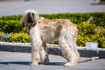 Beautiful Afghan hound