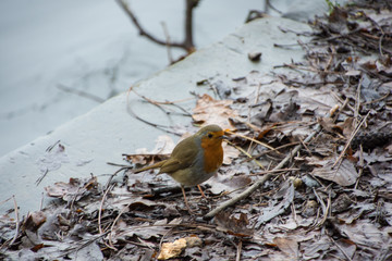 Robin by lake