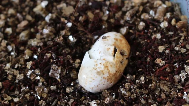 Corn snake beginning to emerge from egg 