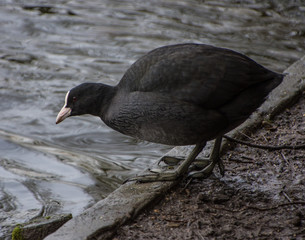 Coot by water