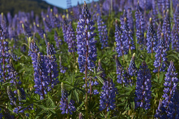 Obraz premium Spring in Patagonia. Lupins flowering on the banks of the Rio el Canal along the Carretera Austral in southern Chile.